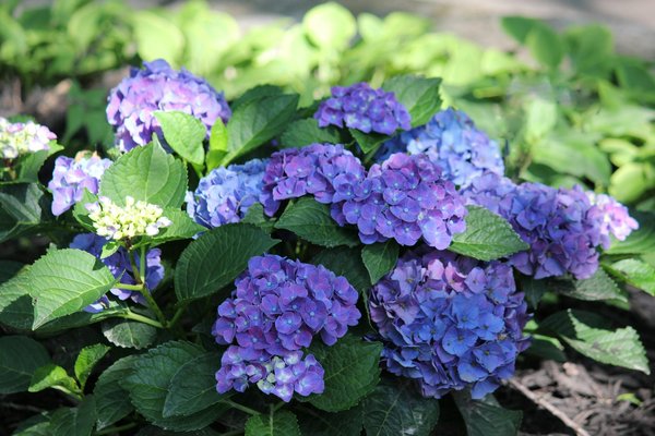 Symptômes des maladies des plants de tomates : détection rapide