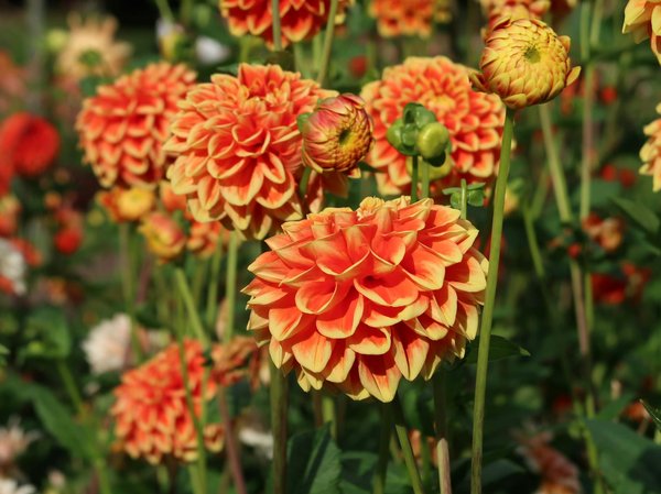 Tout savoir sur les droits et devoirs des propriétaires bailleurs