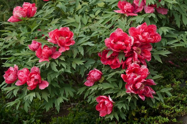 Choisir la meilleure caméra de chasse pour vos aventures