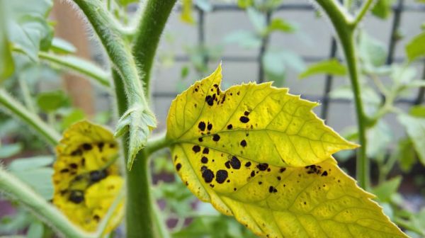 7 signes révélateurs d'une maladie des plants de tomates